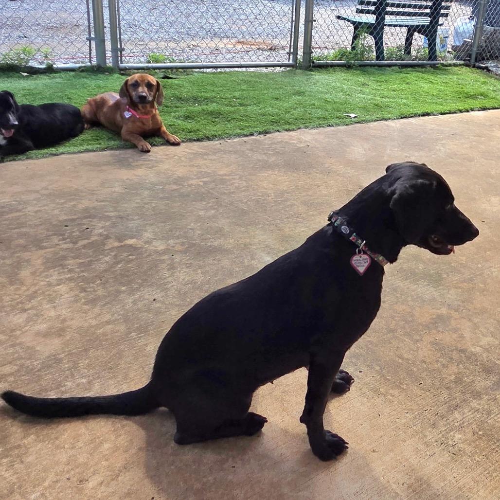Enlarge Anjelica, a Adoptable mixed breed in Tuscaloosa, AL image 6/6
