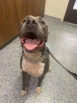Zuko (148110) (In a Foster Home), Adoptable, Young Male Pit Bull Terrier.