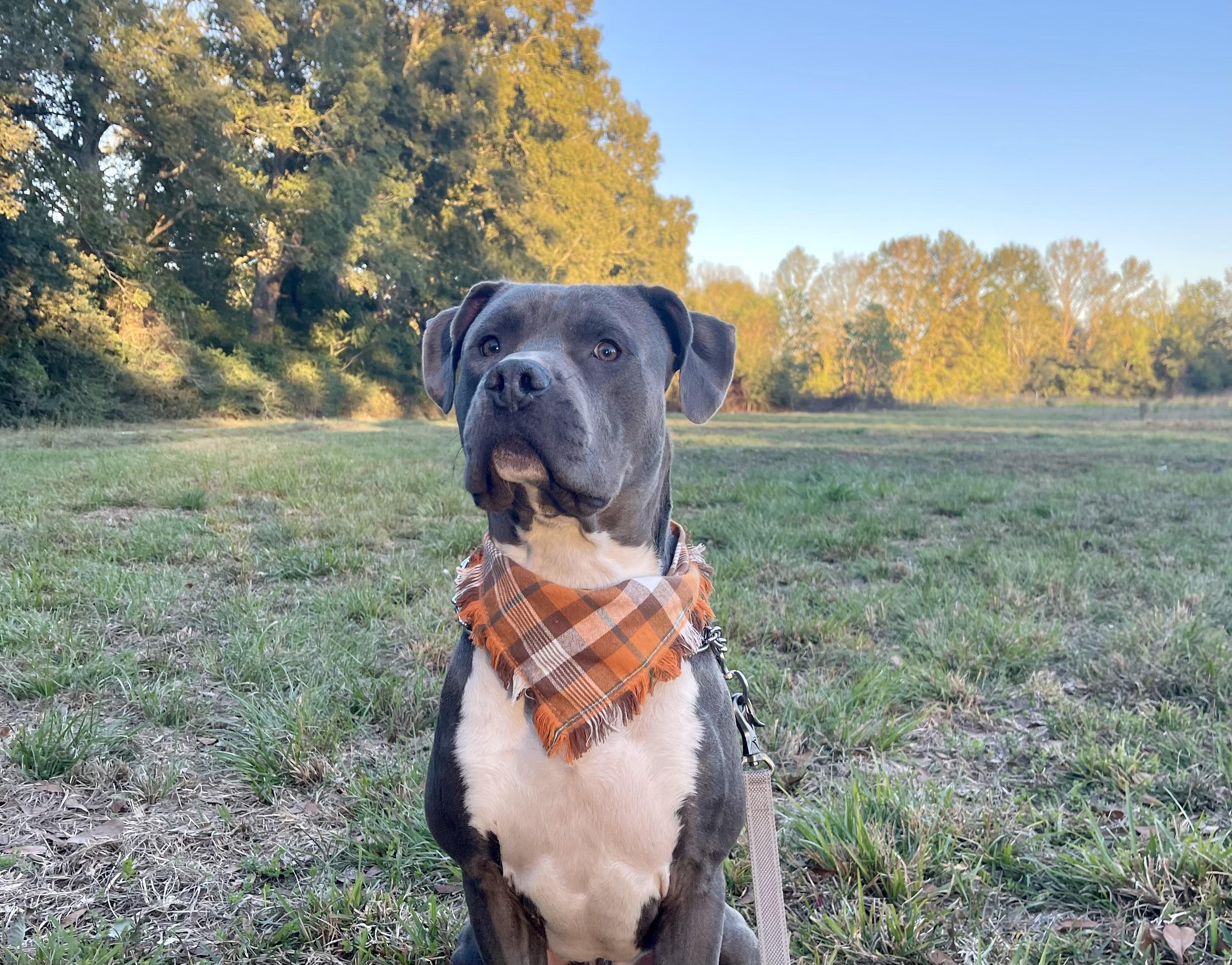 Enlarge Zuko (148110) (In a Foster Home), a Adoptable Pit Bull Terrier in Baton Rouge, LA image 2/6