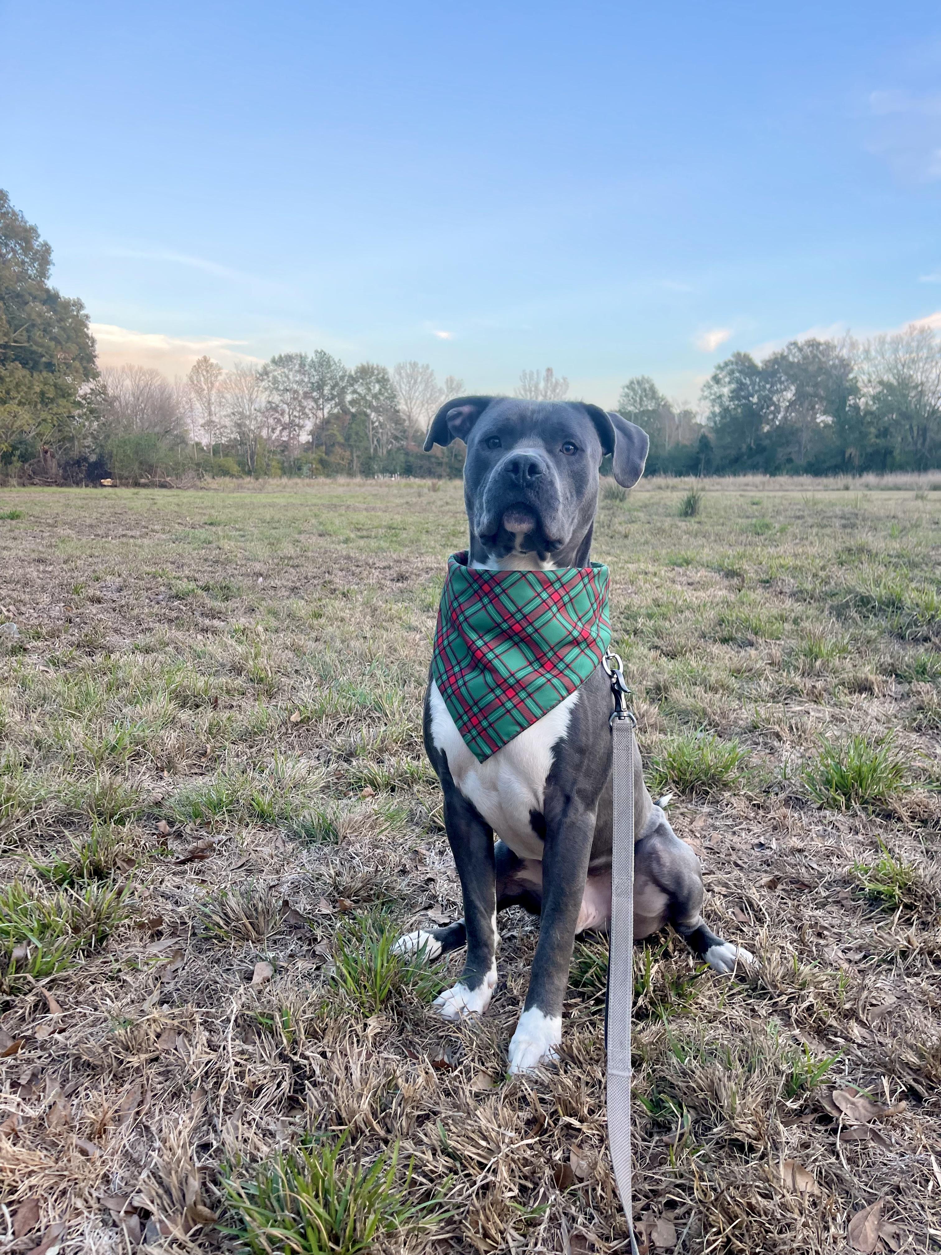 Enlarge Zuko (148110) (In a Foster Home), a Adoptable Pit Bull Terrier in Baton Rouge, LA image 3/6