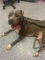 Zuko (148110) (In a Foster Home), Adoptable, Young Male Pit Bull Terrier.