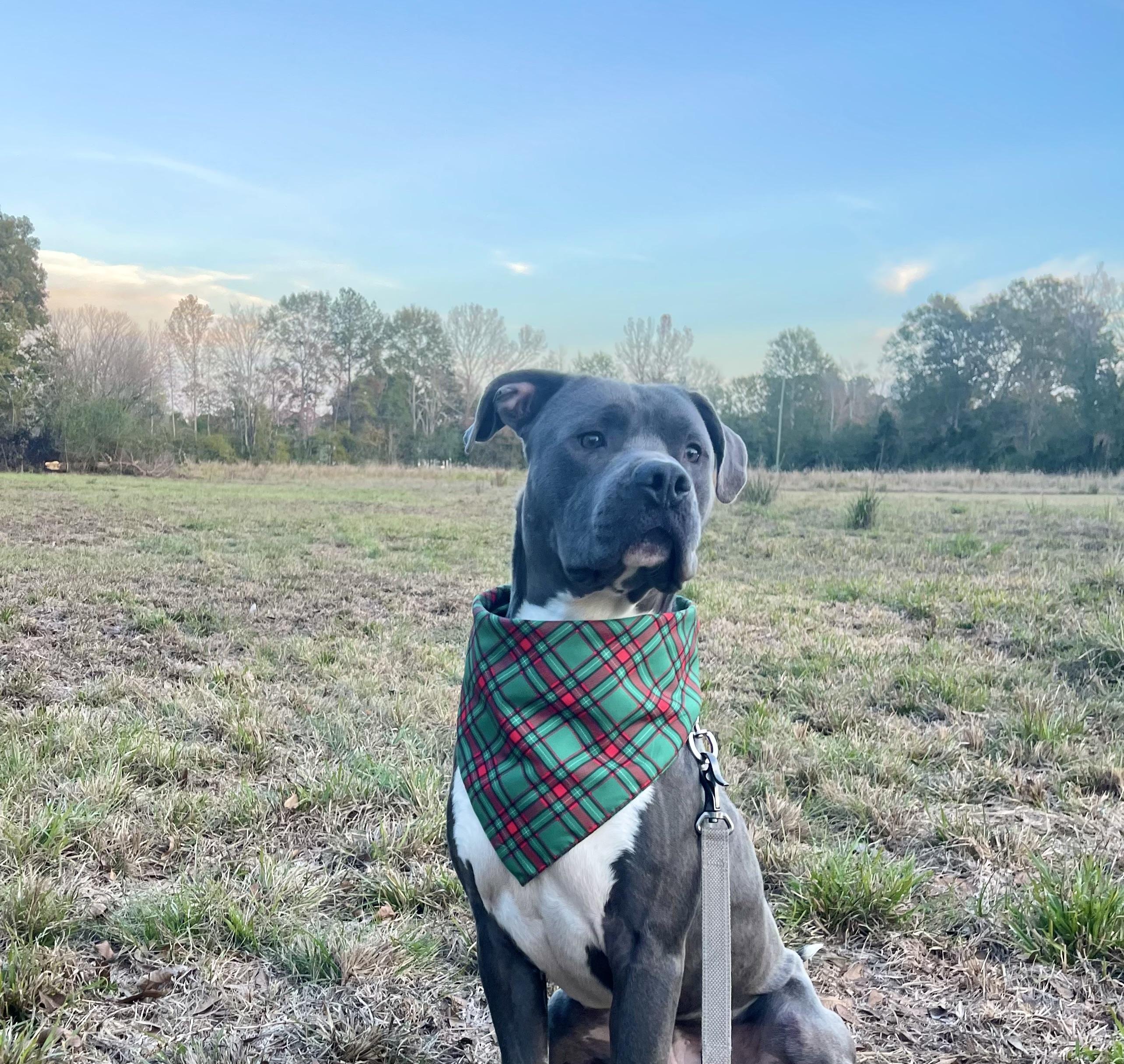 Zuko (148110) (In a Foster Home), Adoptable, Young Male Pit Bull Terrier.