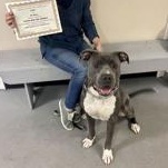 Enlarge Zuko (148110) (In a Foster Home), a Adoptable Pit Bull Terrier in Baton Rouge, LA image 6/6