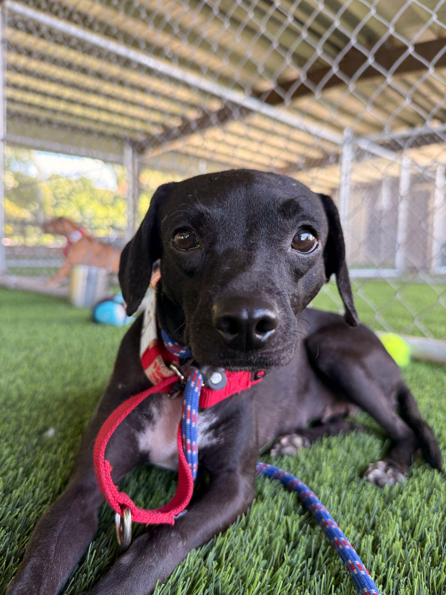Gretchen, a Adoptable mixed breed in Brooklyn, NY image 1/5