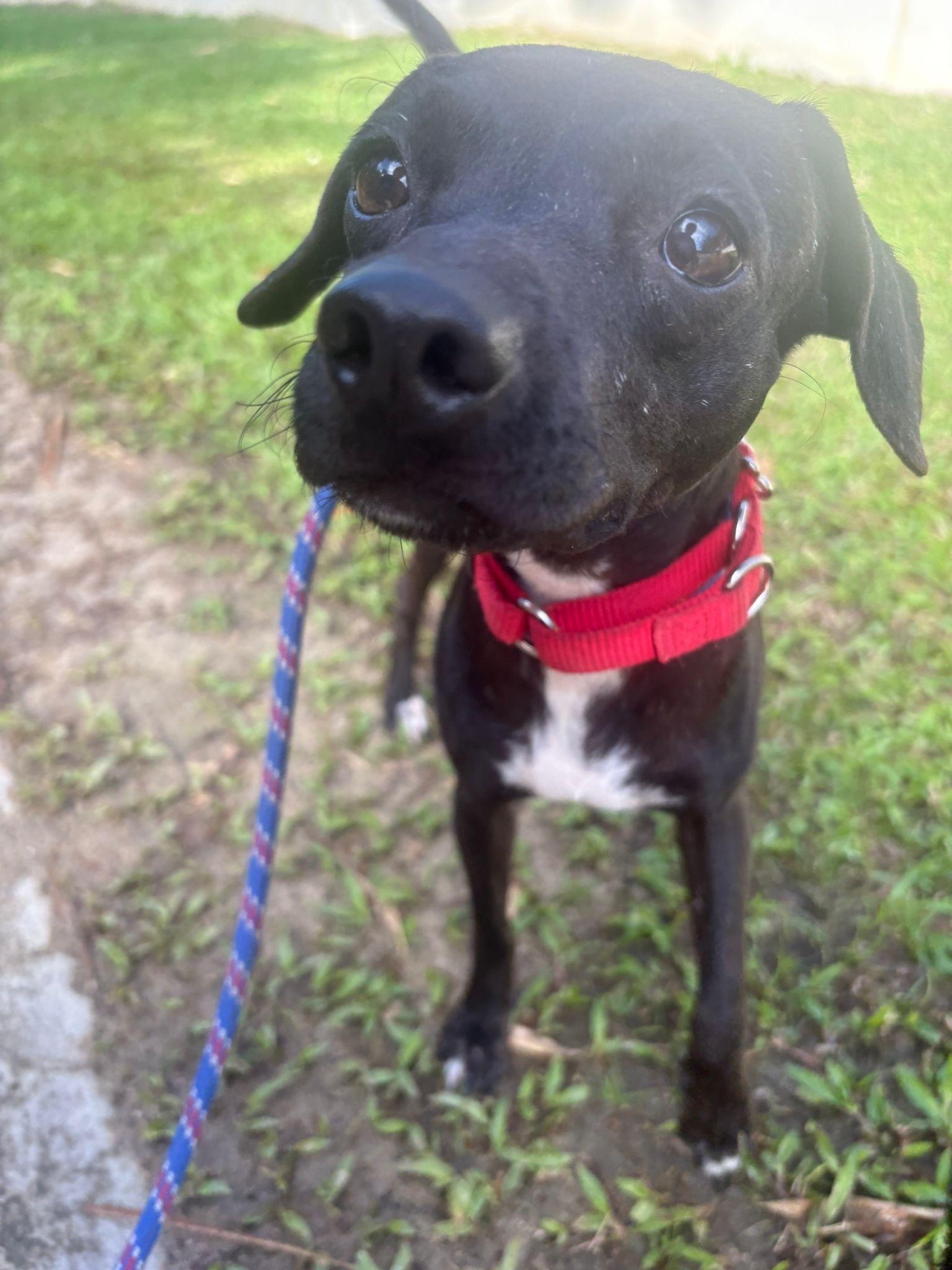 Gretchen, a Adoptable mixed breed in Brooklyn, NY image 2/5