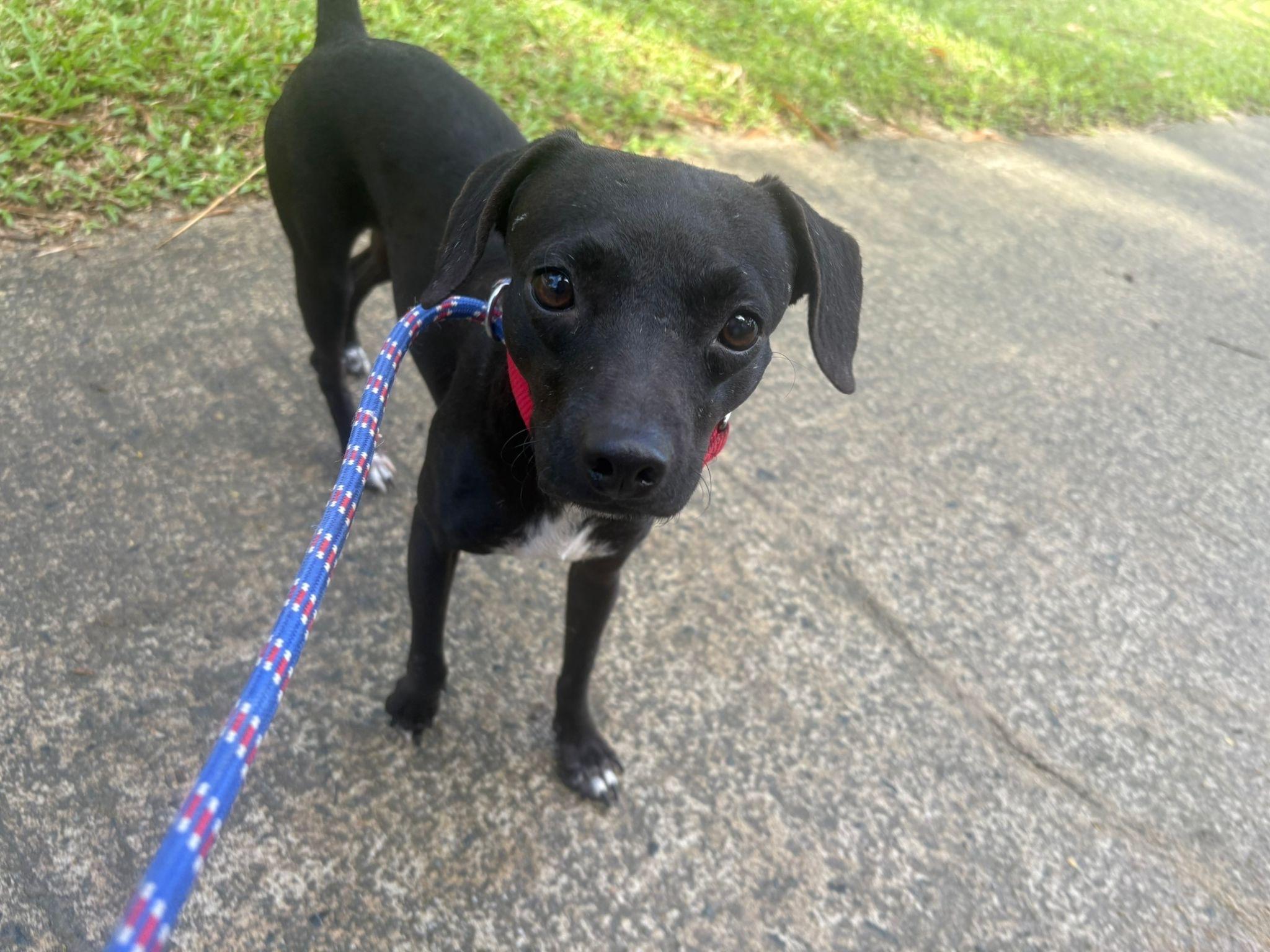 Gretchen, a Adoptable mixed breed in Brooklyn, NY image 3/5