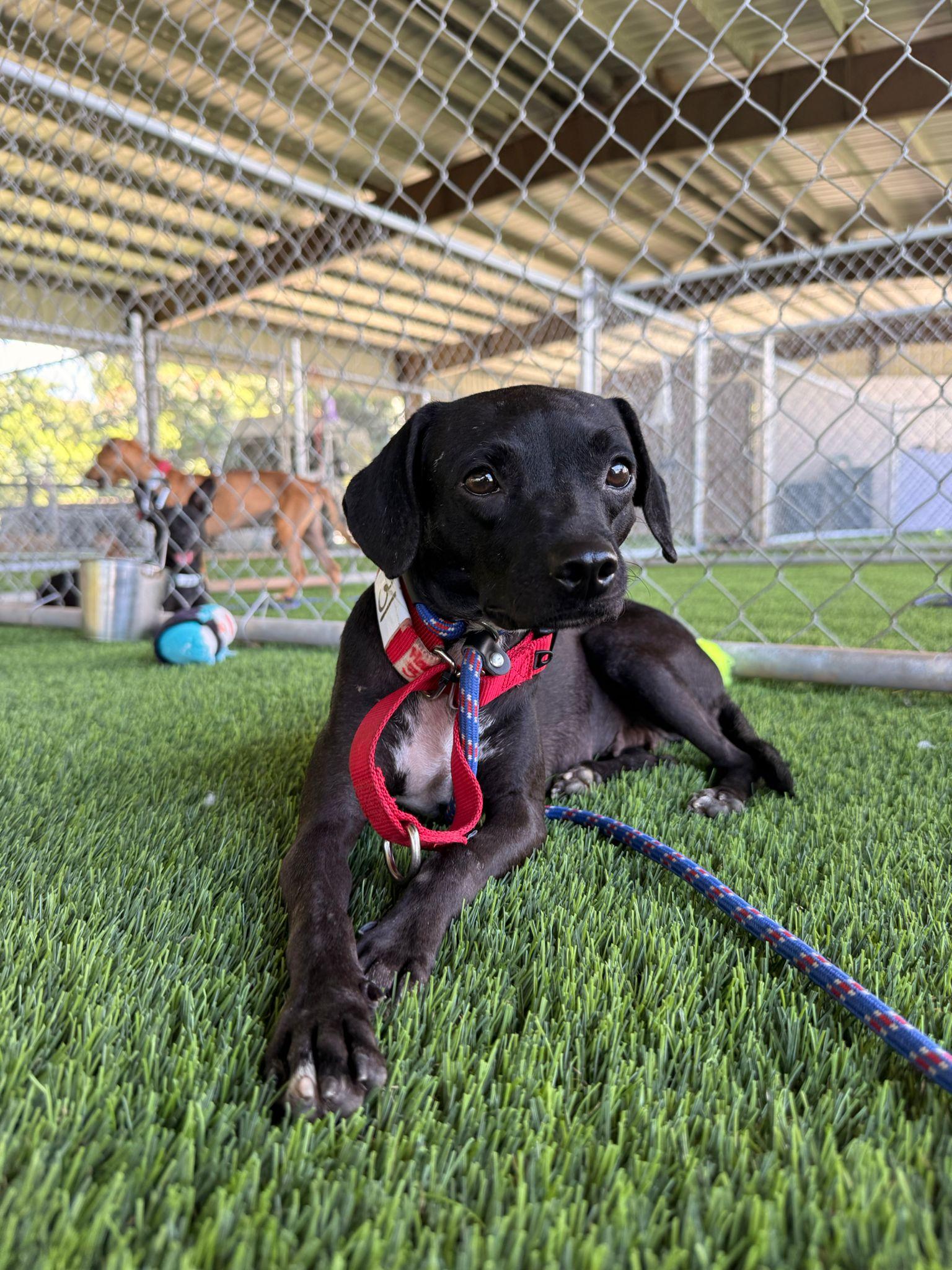 Gretchen, a Adoptable mixed breed in Brooklyn, NY image 5/5