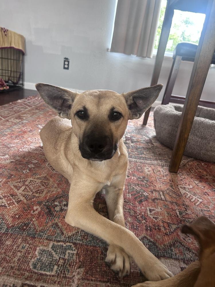 HARLOW, Adoptable, Adult Female Shepherd.