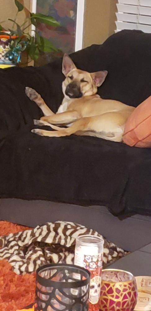 Enlarge HARLOW, a Adoptable Shepherd in Broomfield, CO image 2/2