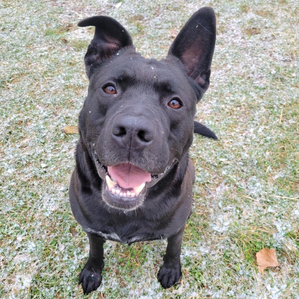 Enlarge Brock, a Adoptable Mixed Breed in Nashville, IN image 2/6
