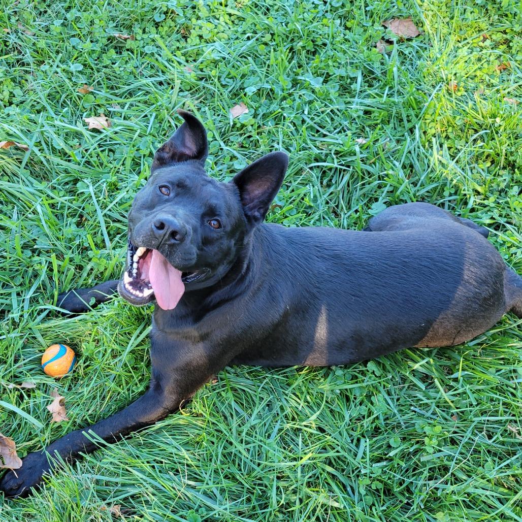 Brock, Adoptable, Adult Male Mixed Breed.