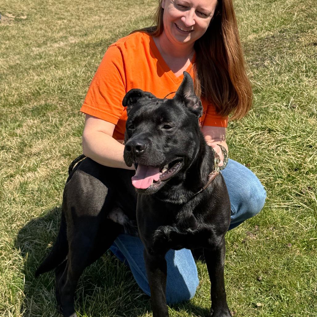 Enlarge Brock, a Adoptable Mixed Breed in Nashville, IN image 1/6