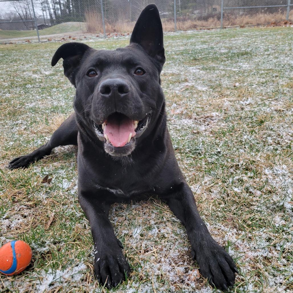 Enlarge Brock, a Adoptable Mixed Breed in Nashville, IN image 3/6