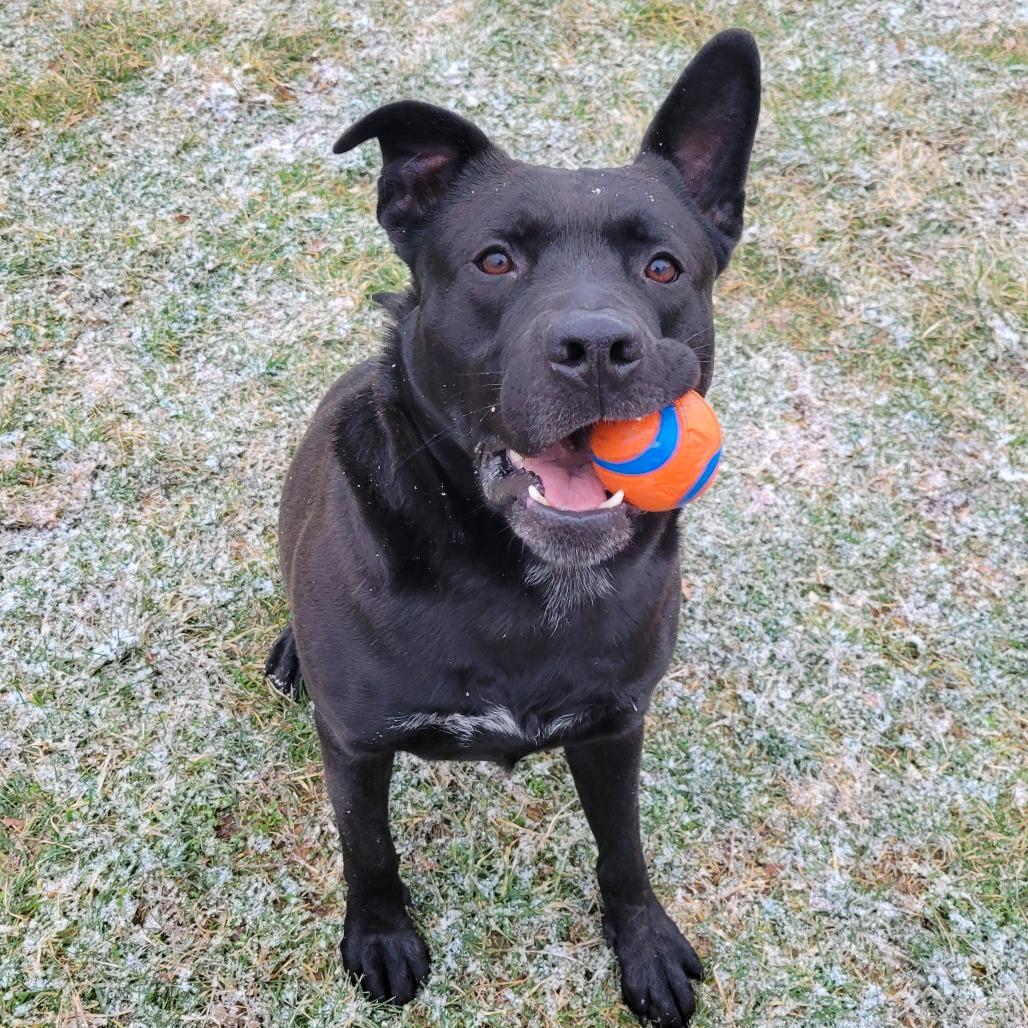 Brock, a Adoptable Mixed Breed in Nashville, IN image 2/6