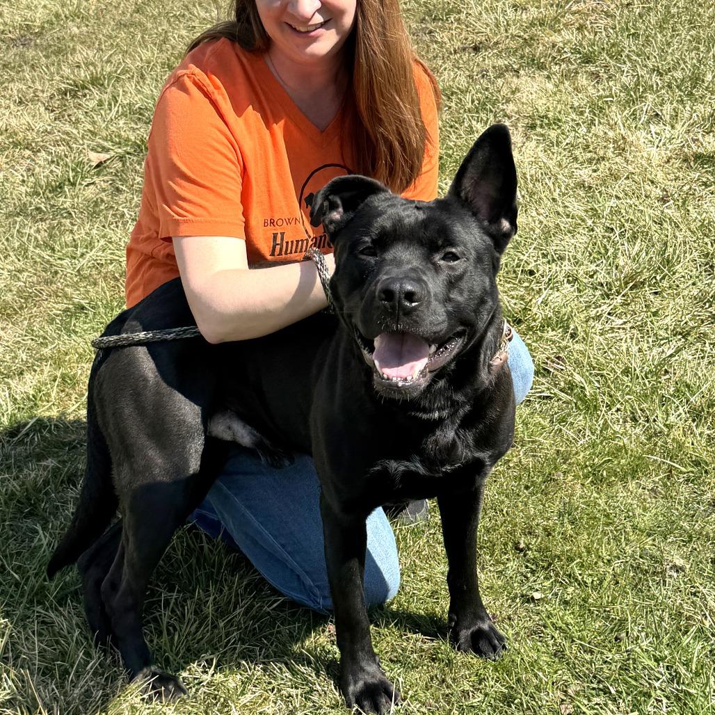Enlarge Brock, a Adoptable Mixed Breed in Nashville, IN image 2/6