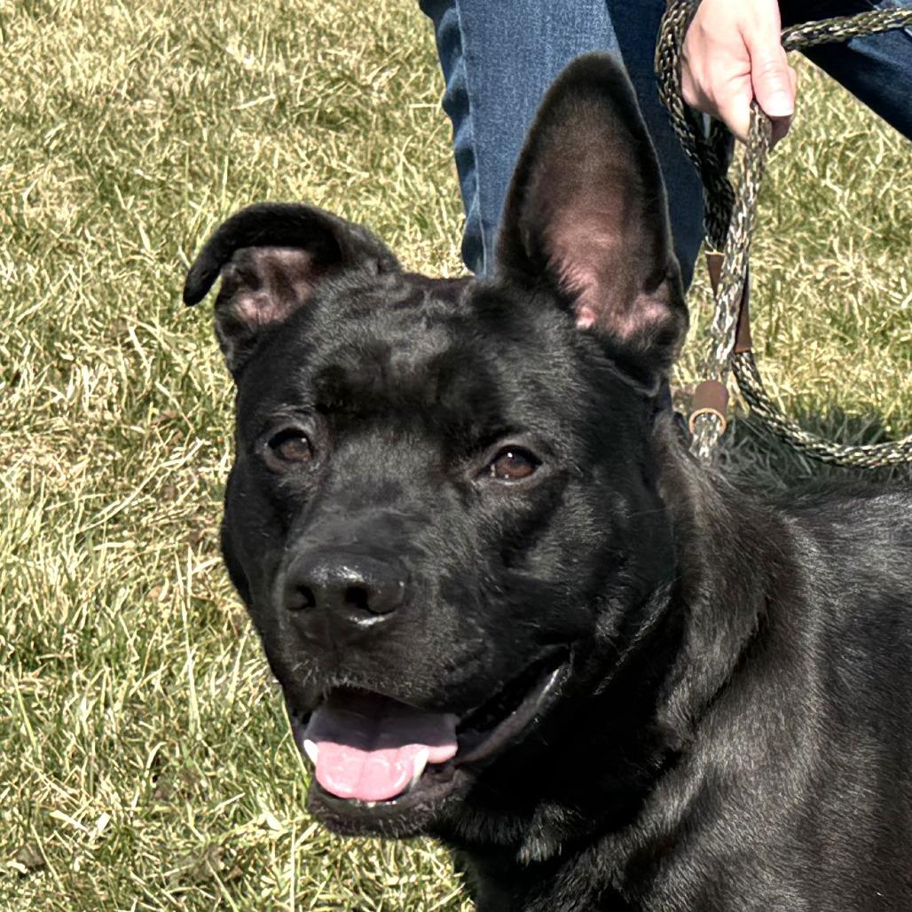 Enlarge Brock, a Adoptable Mixed Breed in Nashville, IN image 3/6