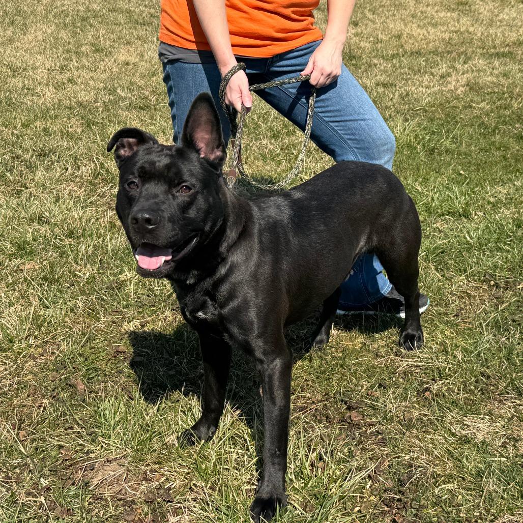 Enlarge Brock, a Adoptable Mixed Breed in Nashville, IN image 4/6