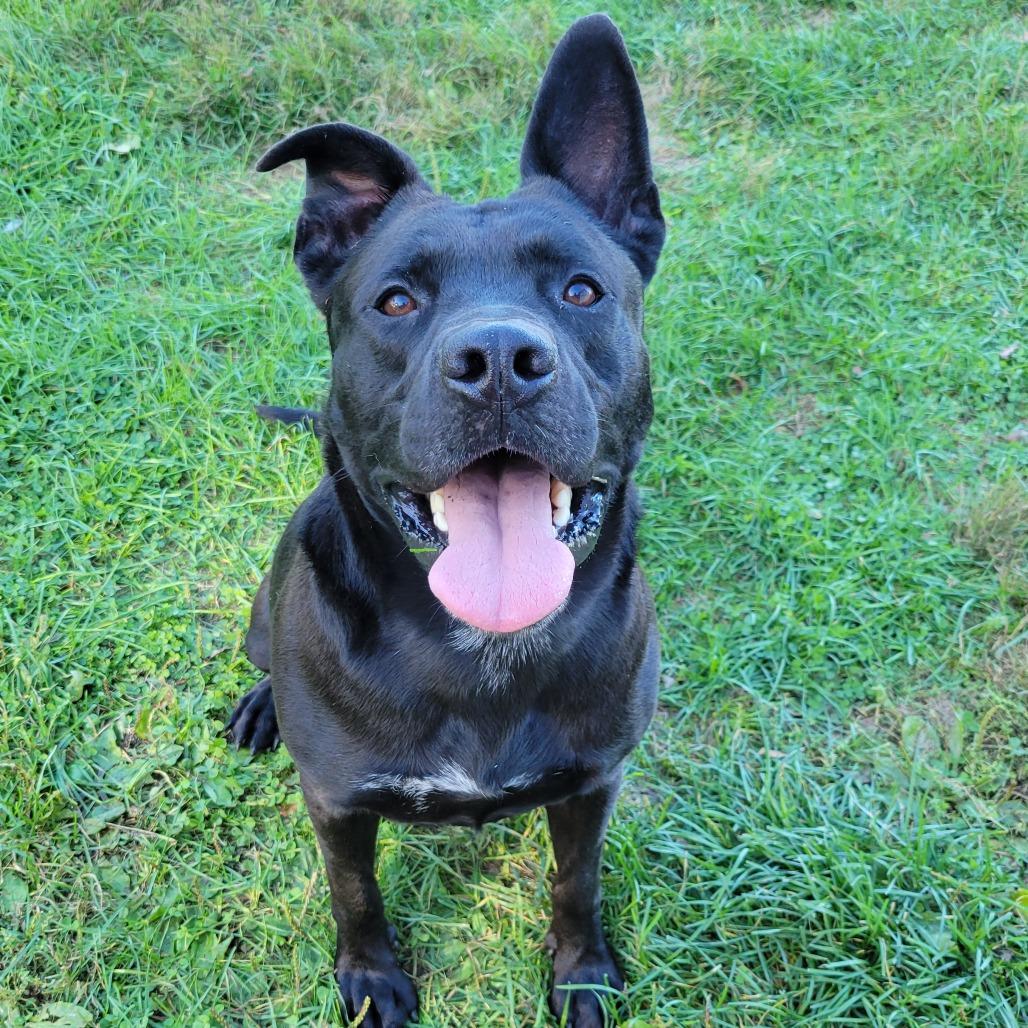 Enlarge Brock, a Adoptable Mixed Breed in Nashville, IN image 5/6