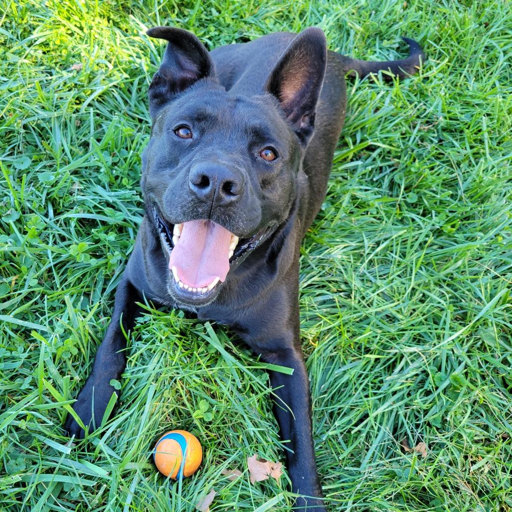 Enlarge Brock, a Adoptable Mixed Breed in Nashville, IN image 5/6