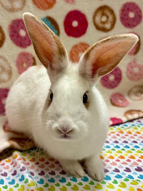 Enlarge MAGGIE*, a Adoptable Bunny Rabbit in Santa Cruz, CA image 1/1