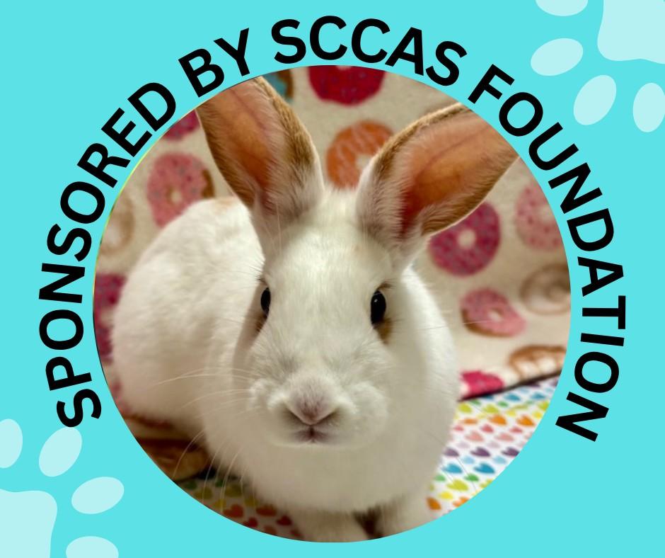 Enlarge MAGGIE*, a Adoptable Bunny Rabbit in Santa Cruz, CA image 1/1