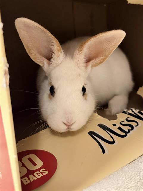 MAGGIE*, Adoptable, Baby Female Bunny Rabbit.