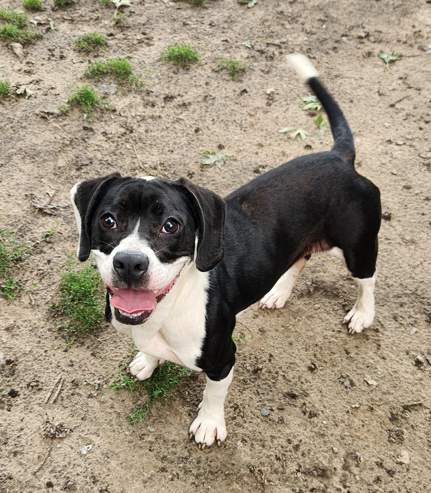 Tisha, an adopted mixed breed in Liberty Center, OH image 6/6