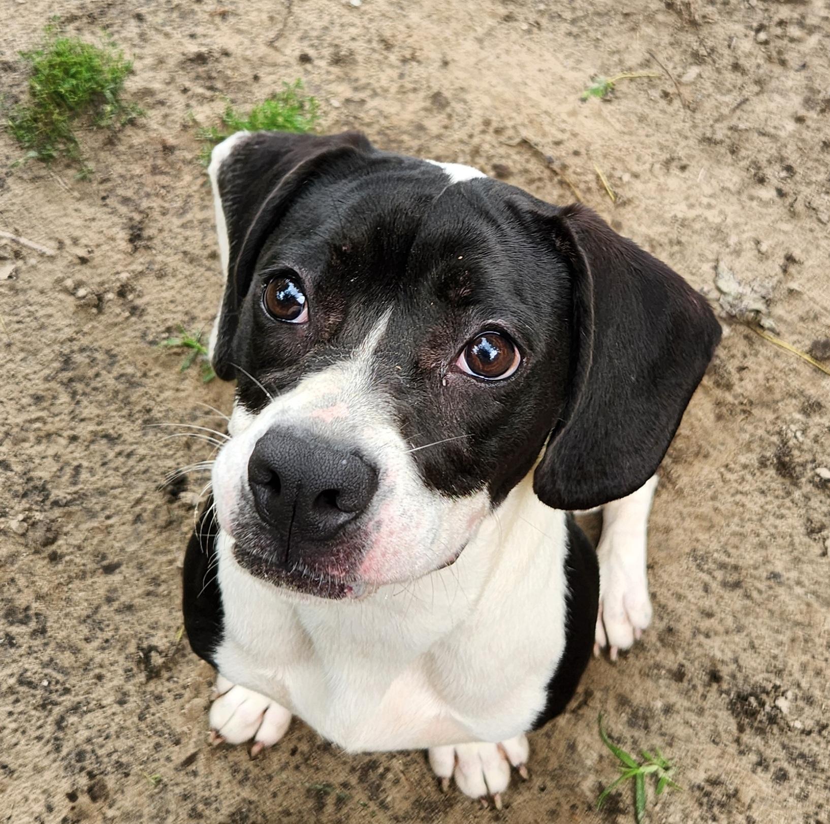 Tisha, an adopted mixed breed in Liberty Center, OH image 5/6