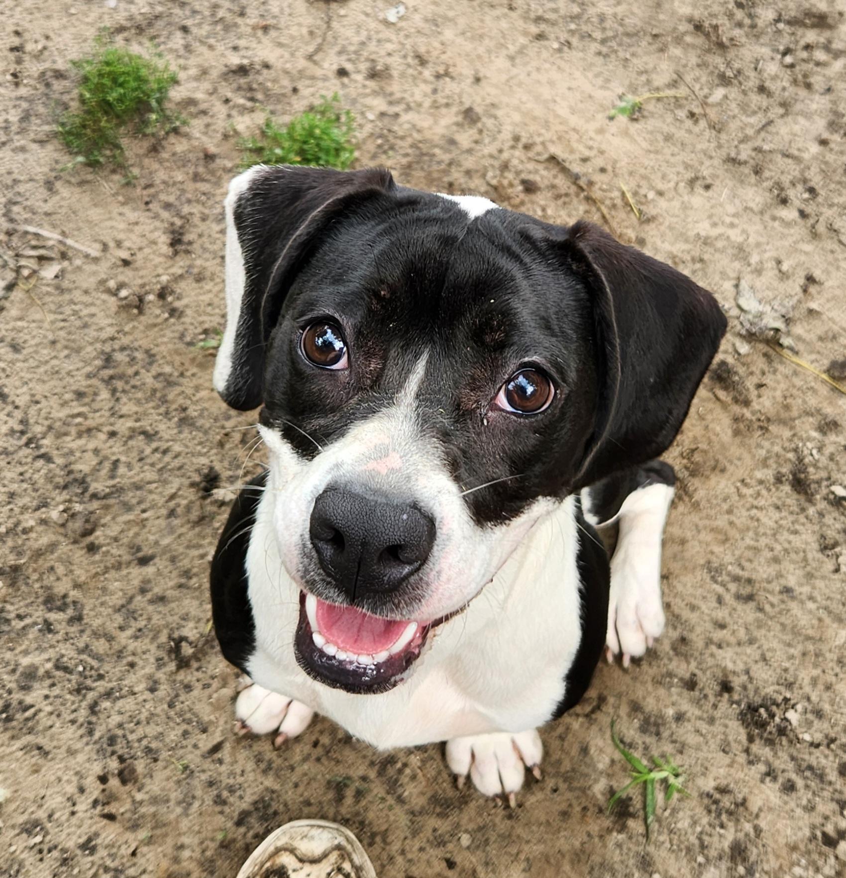 Tisha, an adopted mixed breed in Liberty Center, OH image 1/6