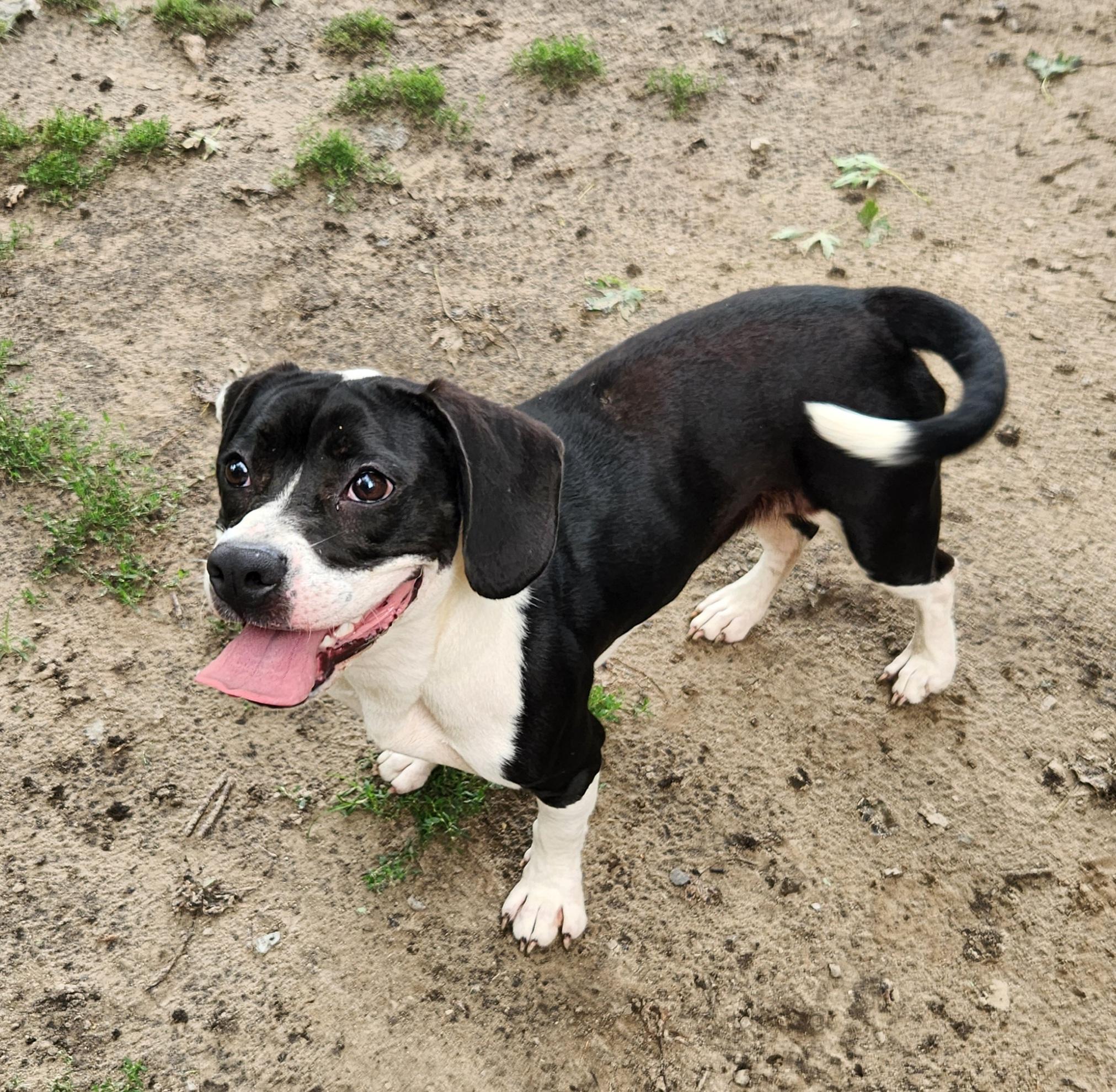 Tisha, an adopted mixed breed in Liberty Center, OH image 4/6