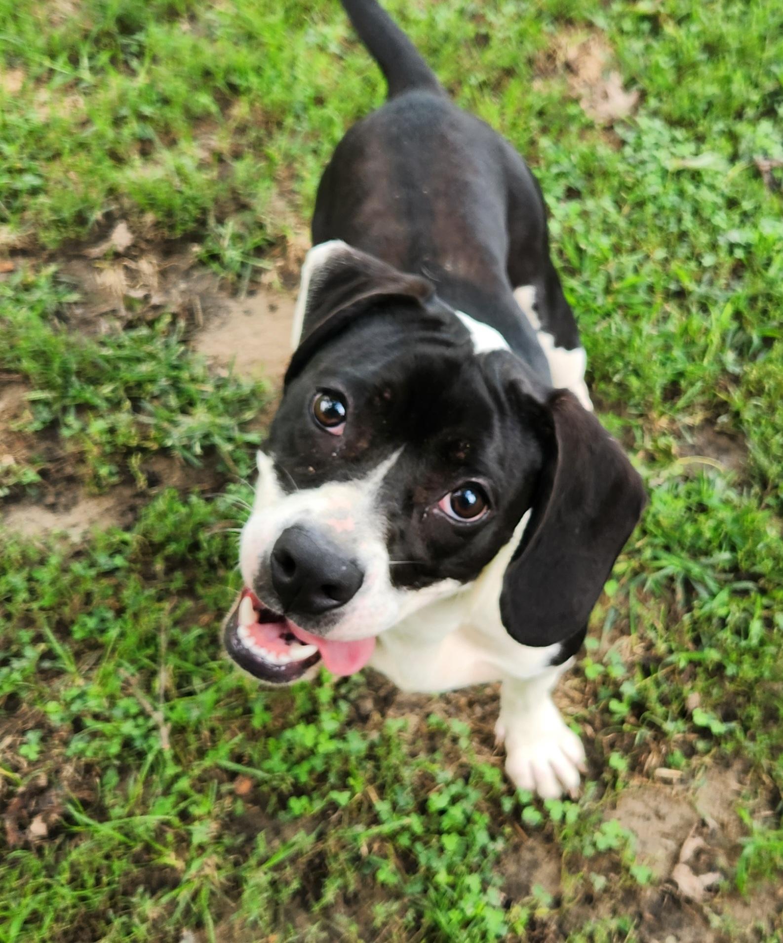 Tisha, an adopted mixed breed in Liberty Center, OH image 2/6