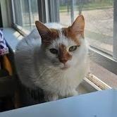 Enlarge Cher, a Adoptable mixed breed in South Elgin, IL image 1/6