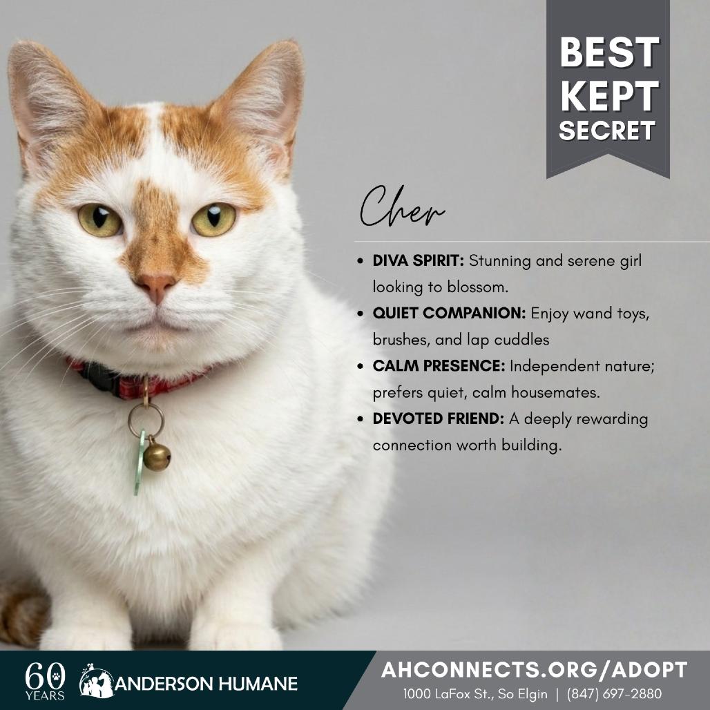 Enlarge Cher, a Adoptable mixed breed in South Elgin, IL image 5/6