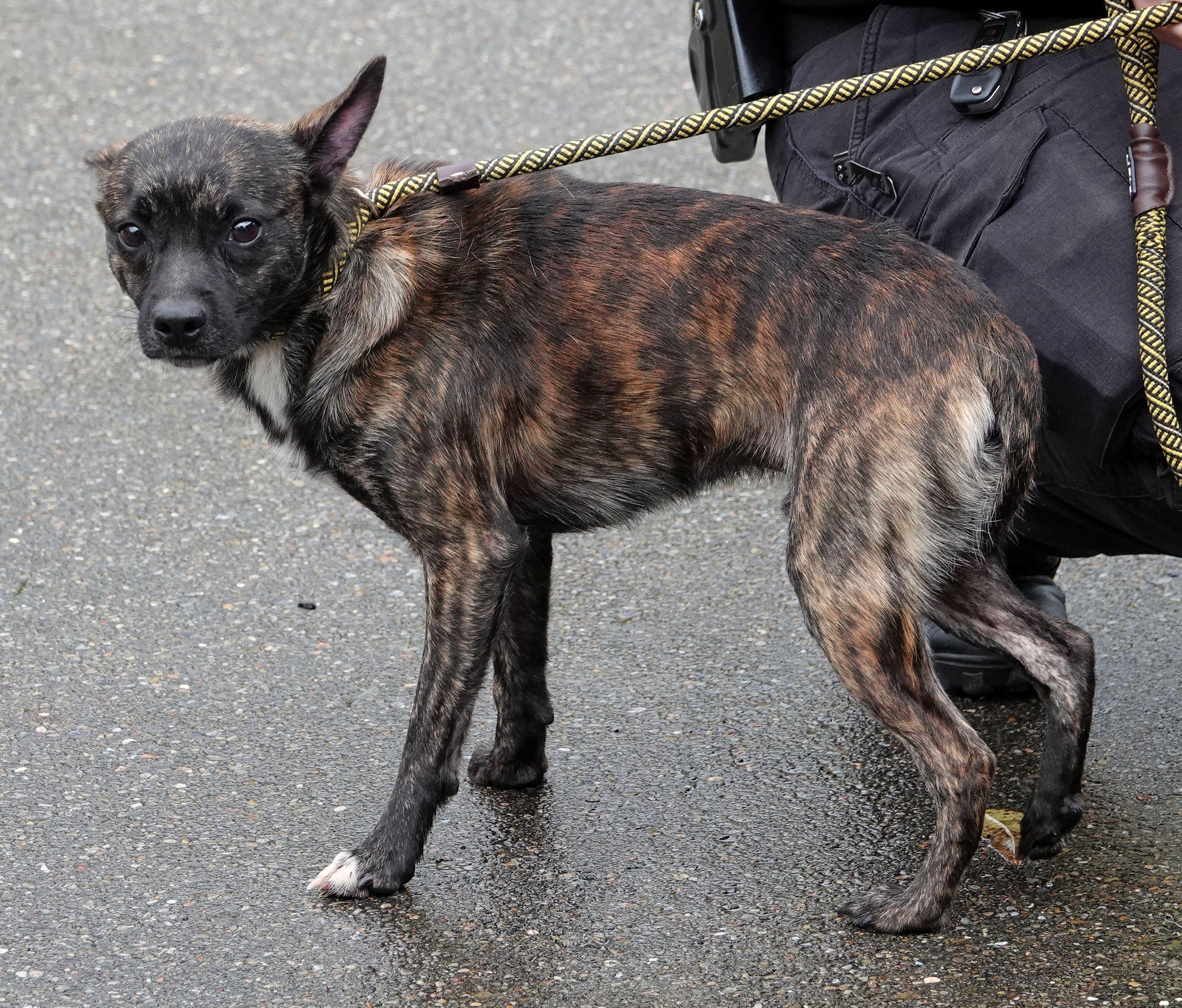 Enlarge Carl - RESCUED, a Adopted Mixed Breed in Millfield, OH image 4/5