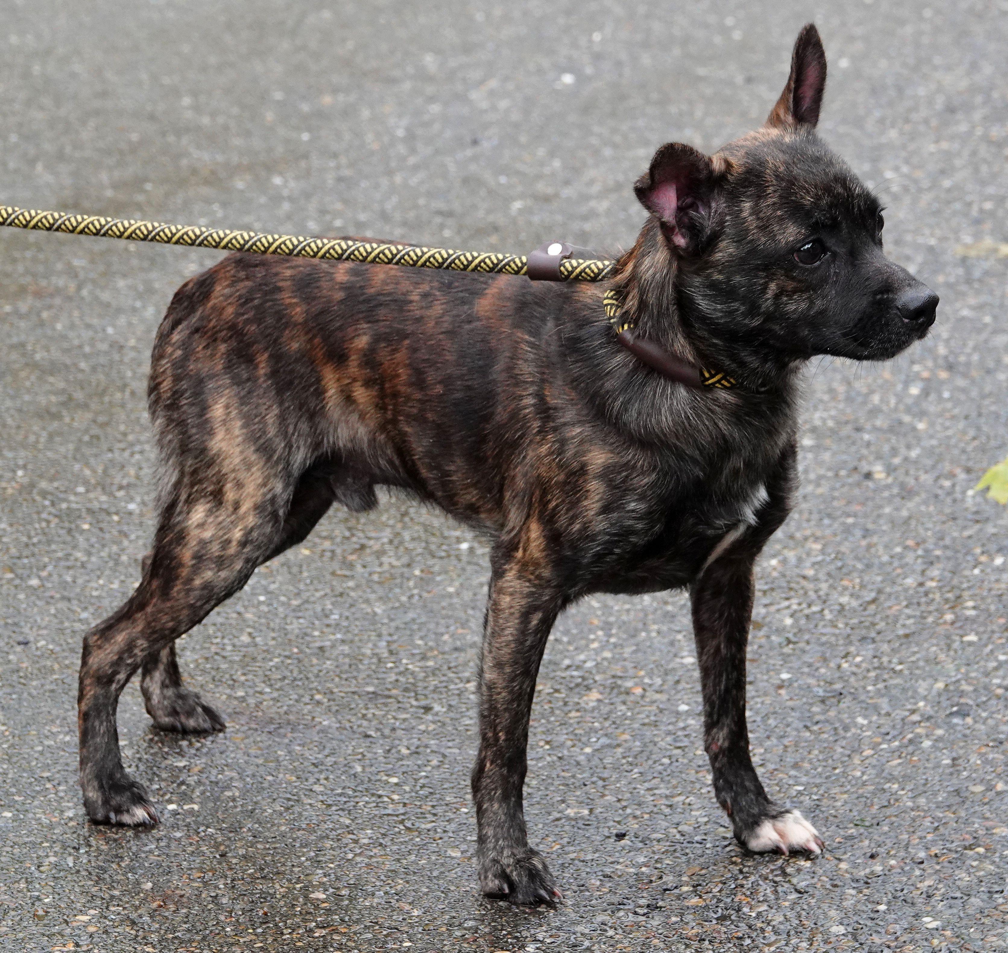 Enlarge Carl - RESCUED, a Adopted Mixed Breed in Millfield, OH image 3/5