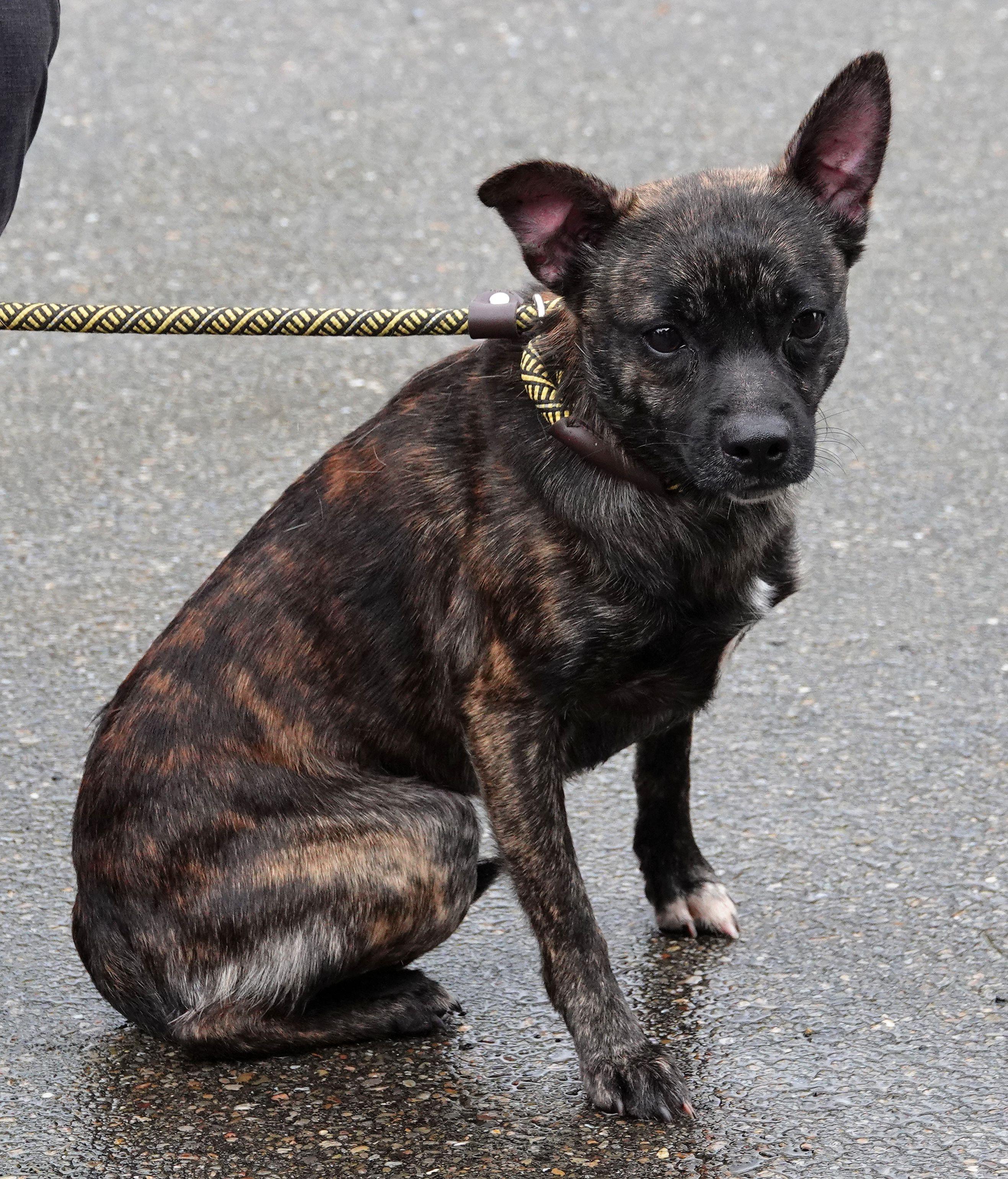 Enlarge Carl - RESCUED, a Adopted Mixed Breed in Millfield, OH image 2/5