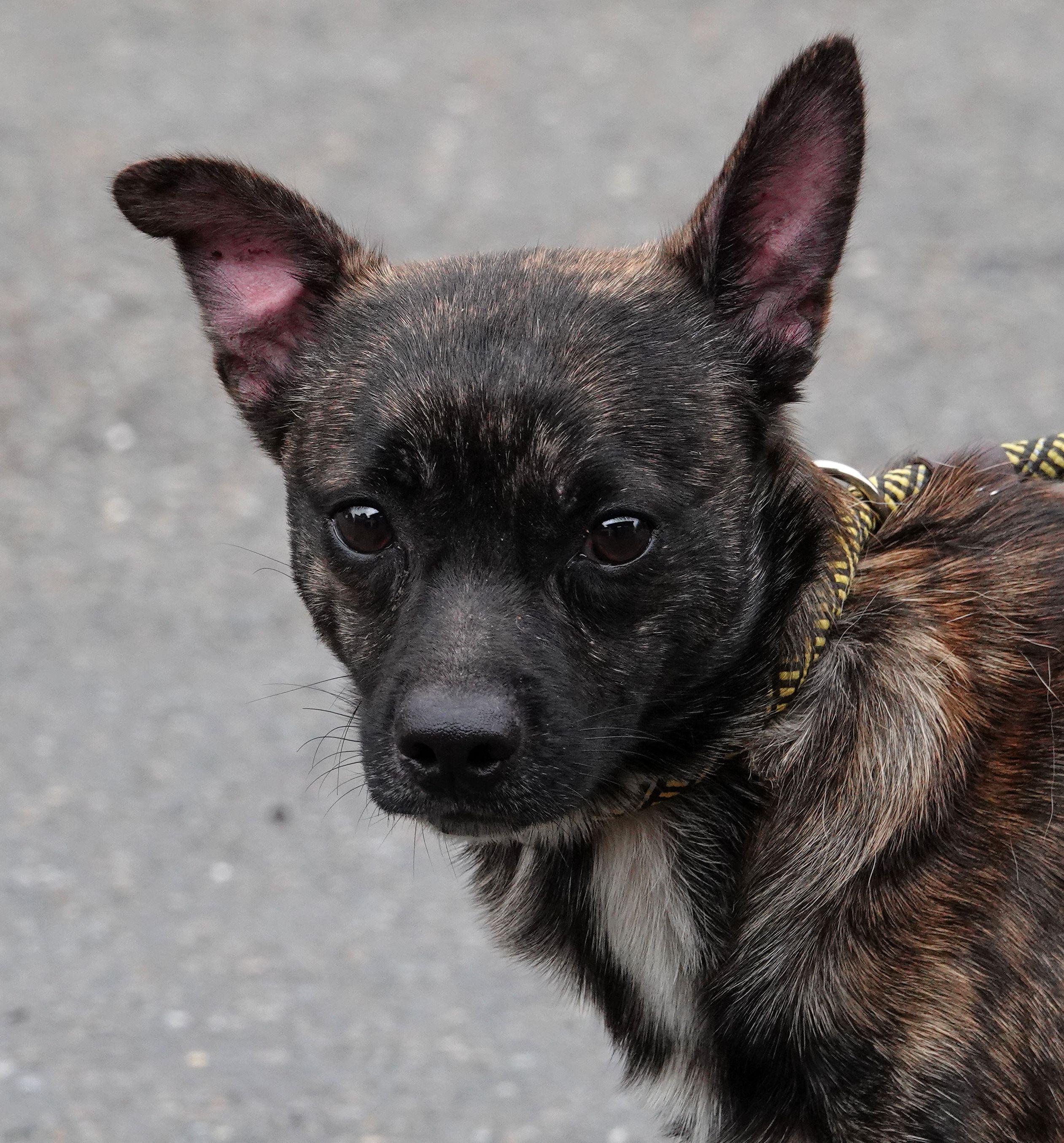 Enlarge Carl - RESCUED, a Adopted Mixed Breed in Millfield, OH image 1/5