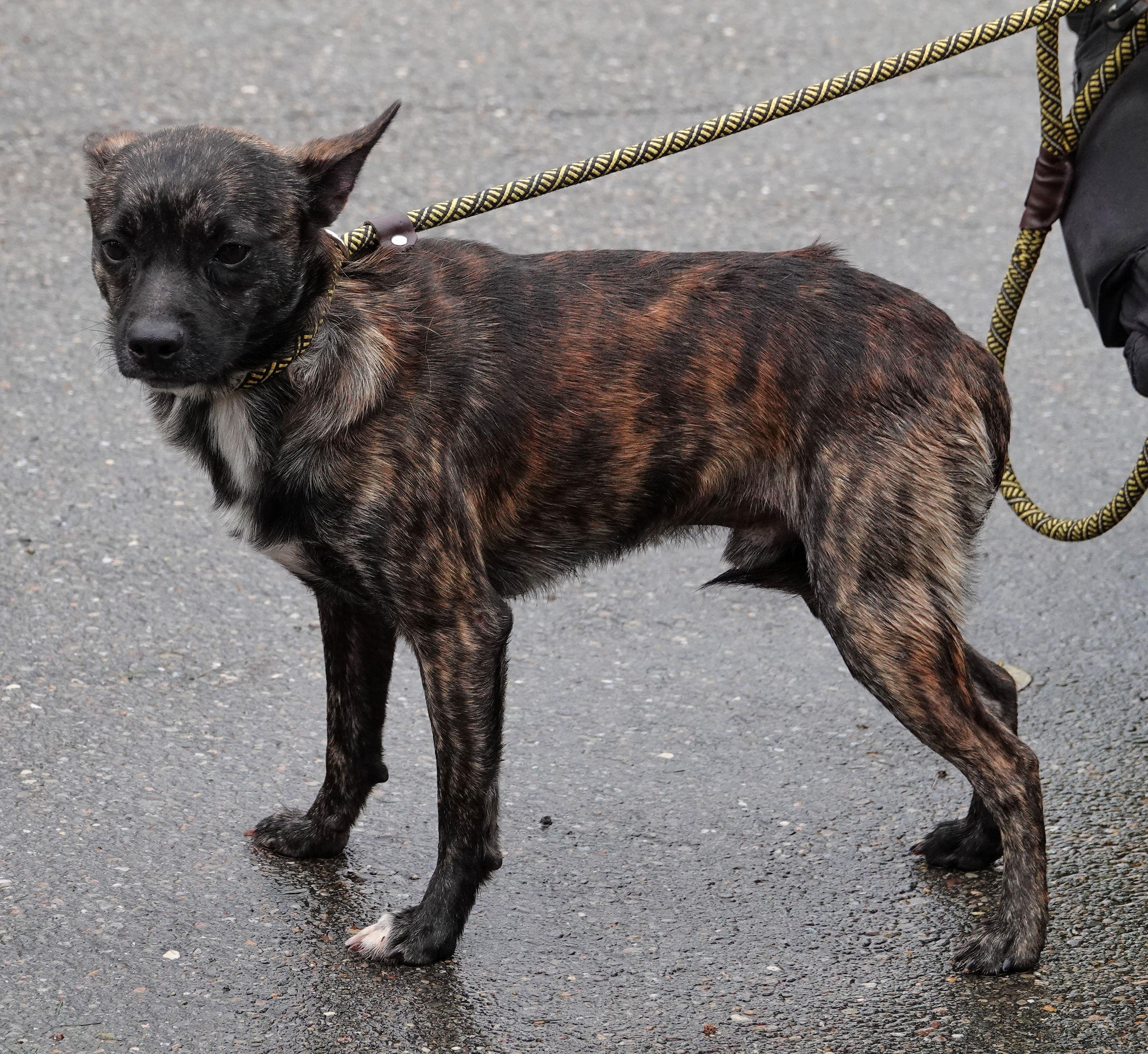 Enlarge Carl - RESCUED, a Adopted Mixed Breed in Millfield, OH image 5/5
