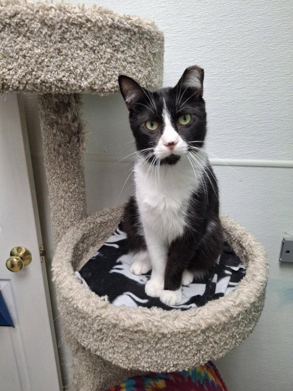 Doppler, Adoptable, Adult Male Domestic Short Hair.