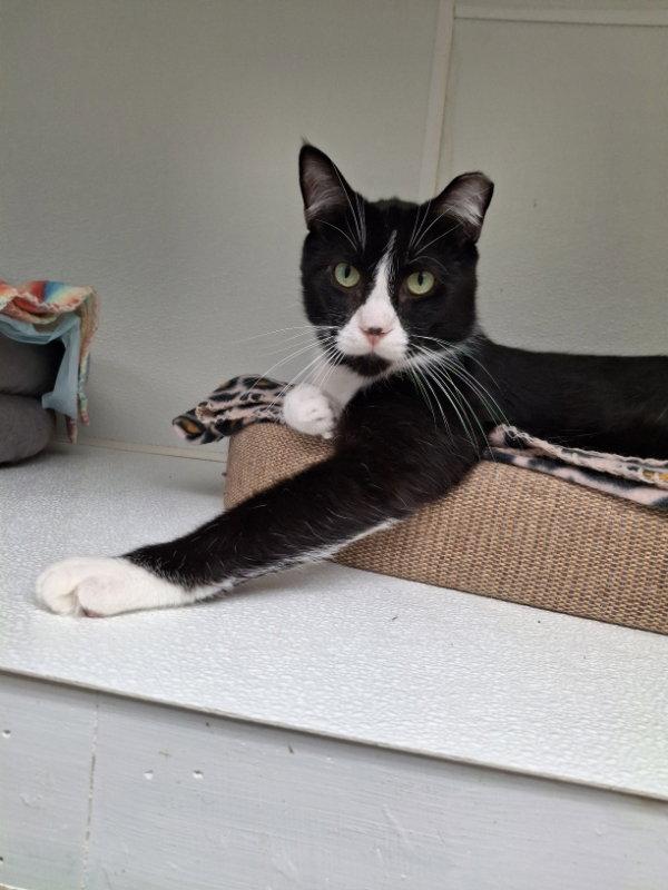 Enlarge Doppler, a Adoptable Domestic Short Hair in Gonic, NH image 2/3