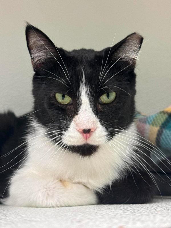 Enlarge Doppler, a Adoptable Domestic Short Hair in Gonic, NH image 3/3