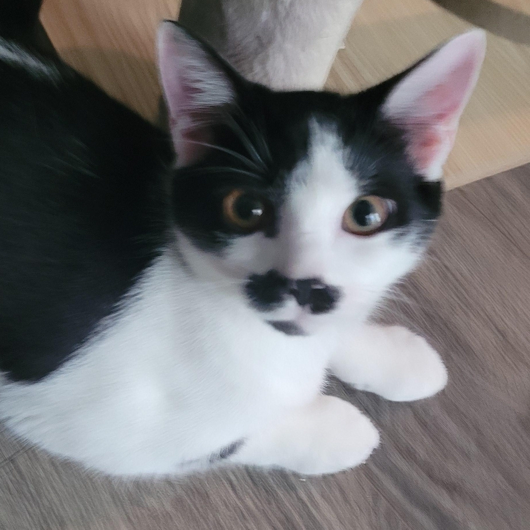 Panda, a Adoptable Domestic Short Hair in Talcott, WV image 1/6