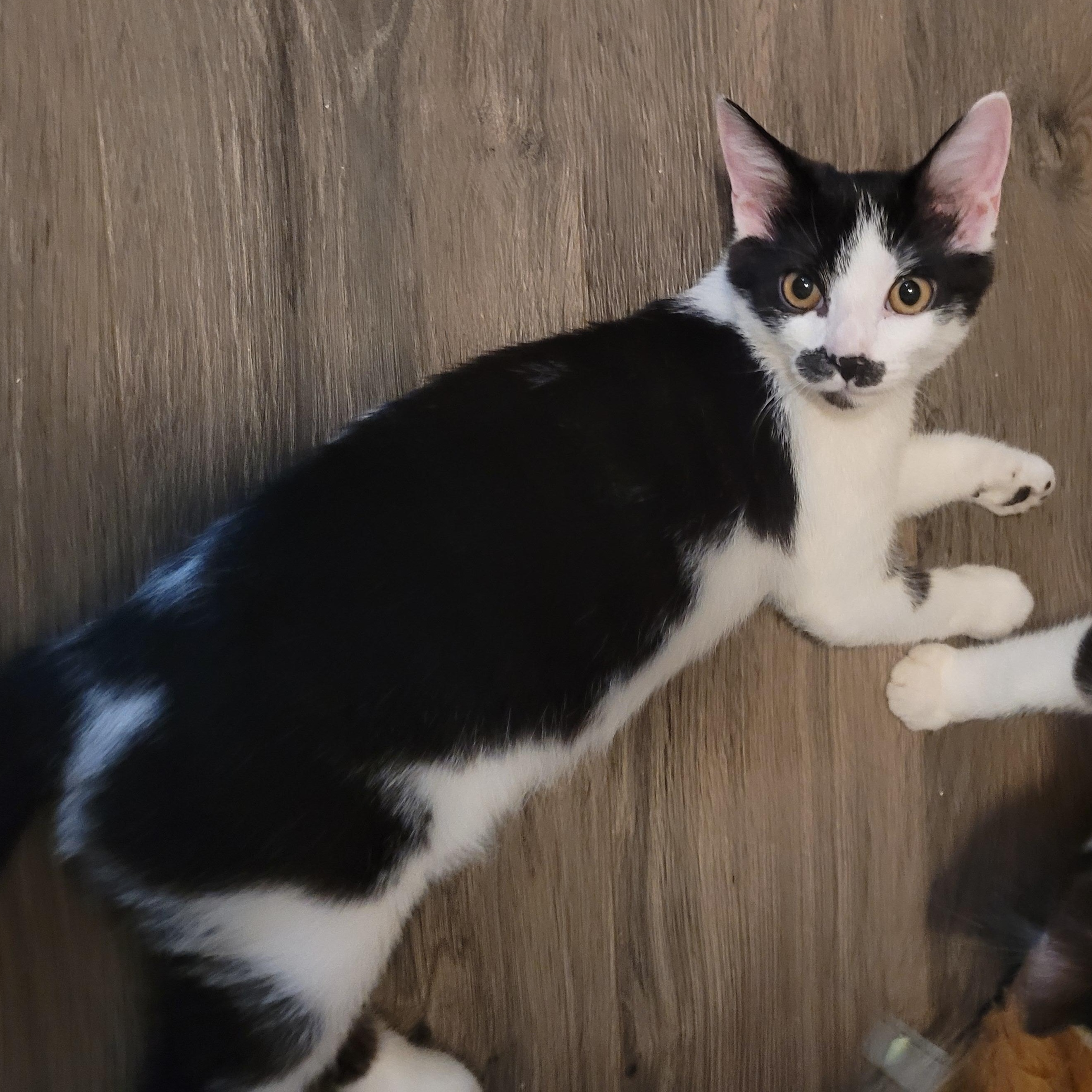 Panda, a Adoptable Domestic Short Hair in Talcott, WV image 5/6