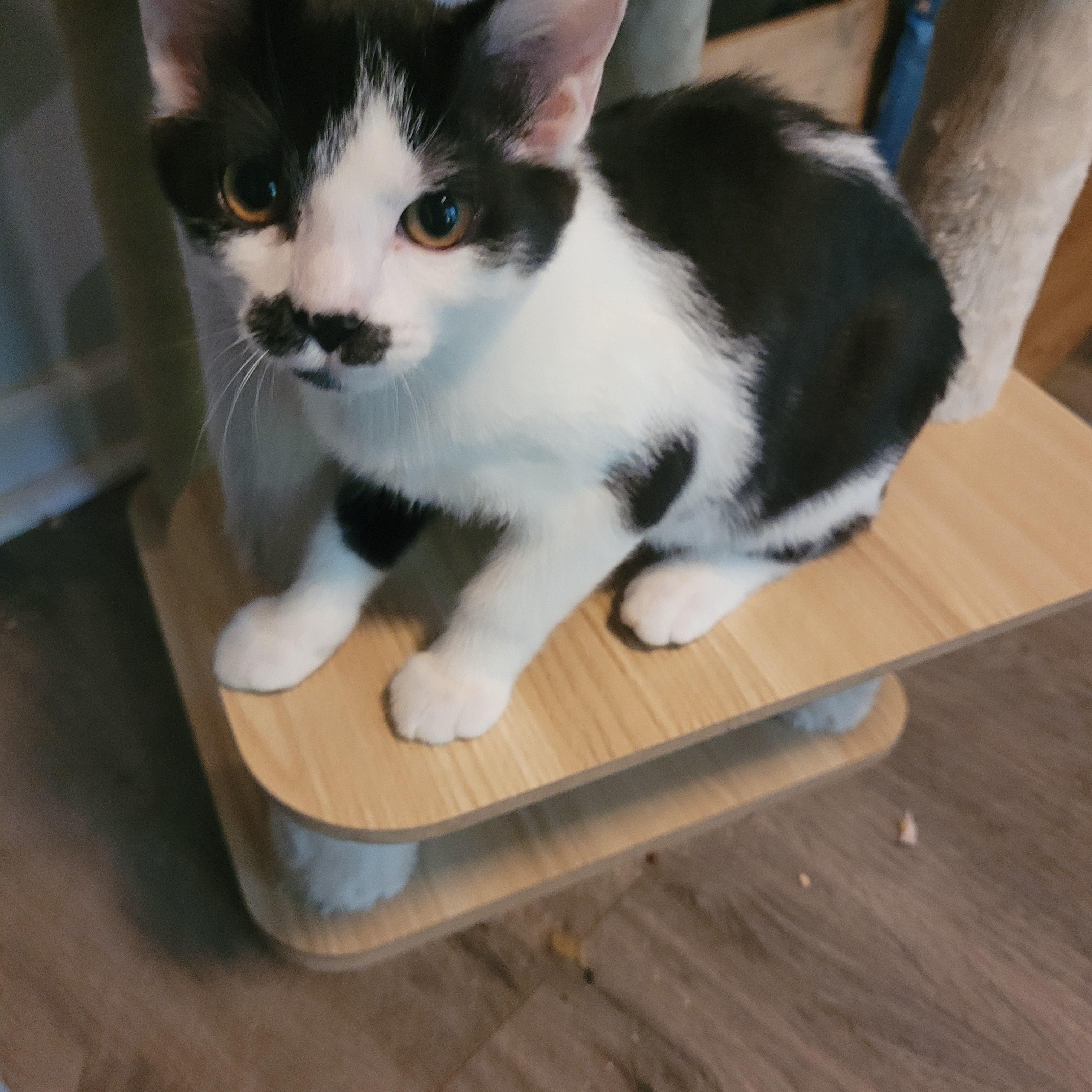 Panda, a Adoptable Domestic Short Hair in Talcott, WV image 4/6