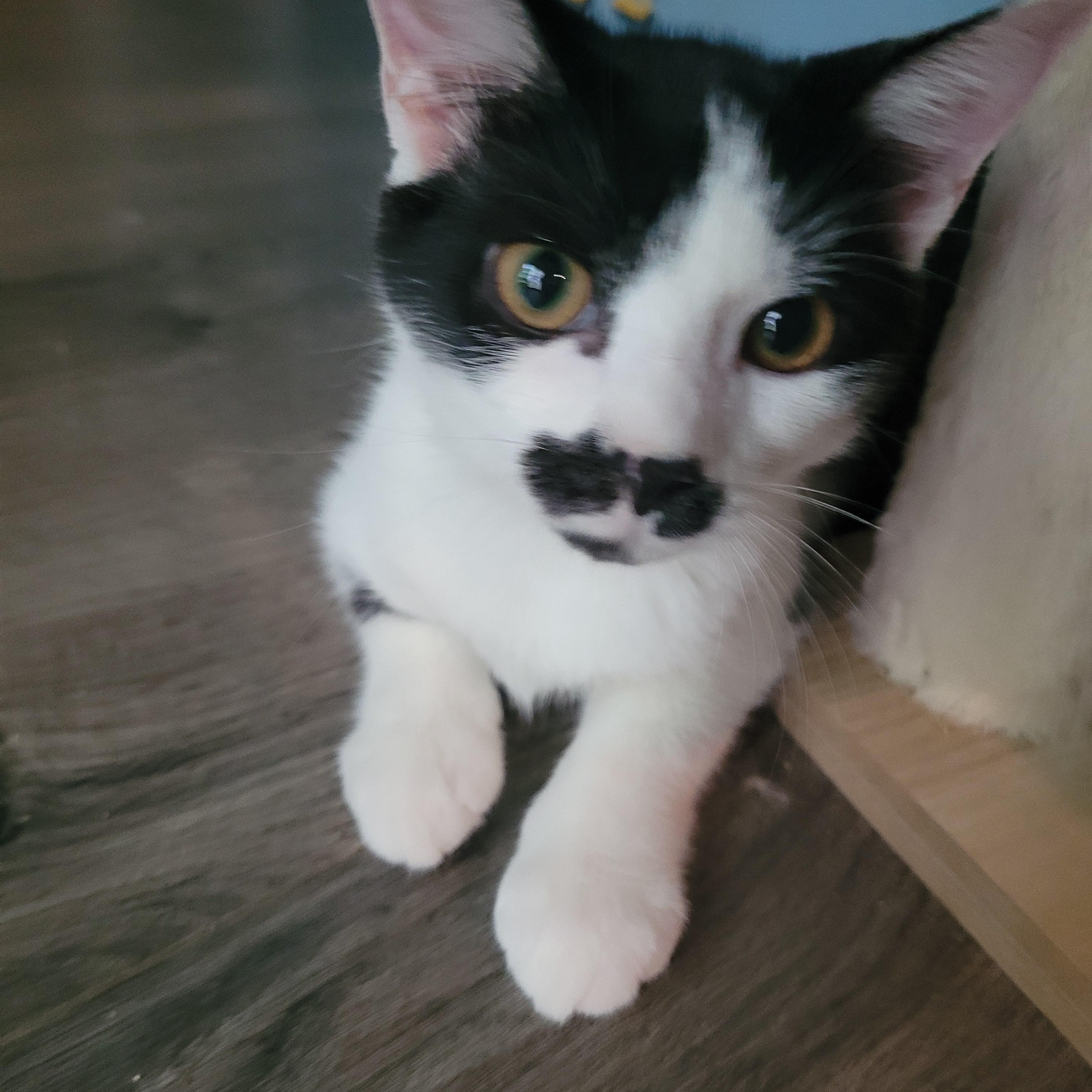 Panda, a Adoptable Domestic Short Hair in Talcott, WV image 6/6