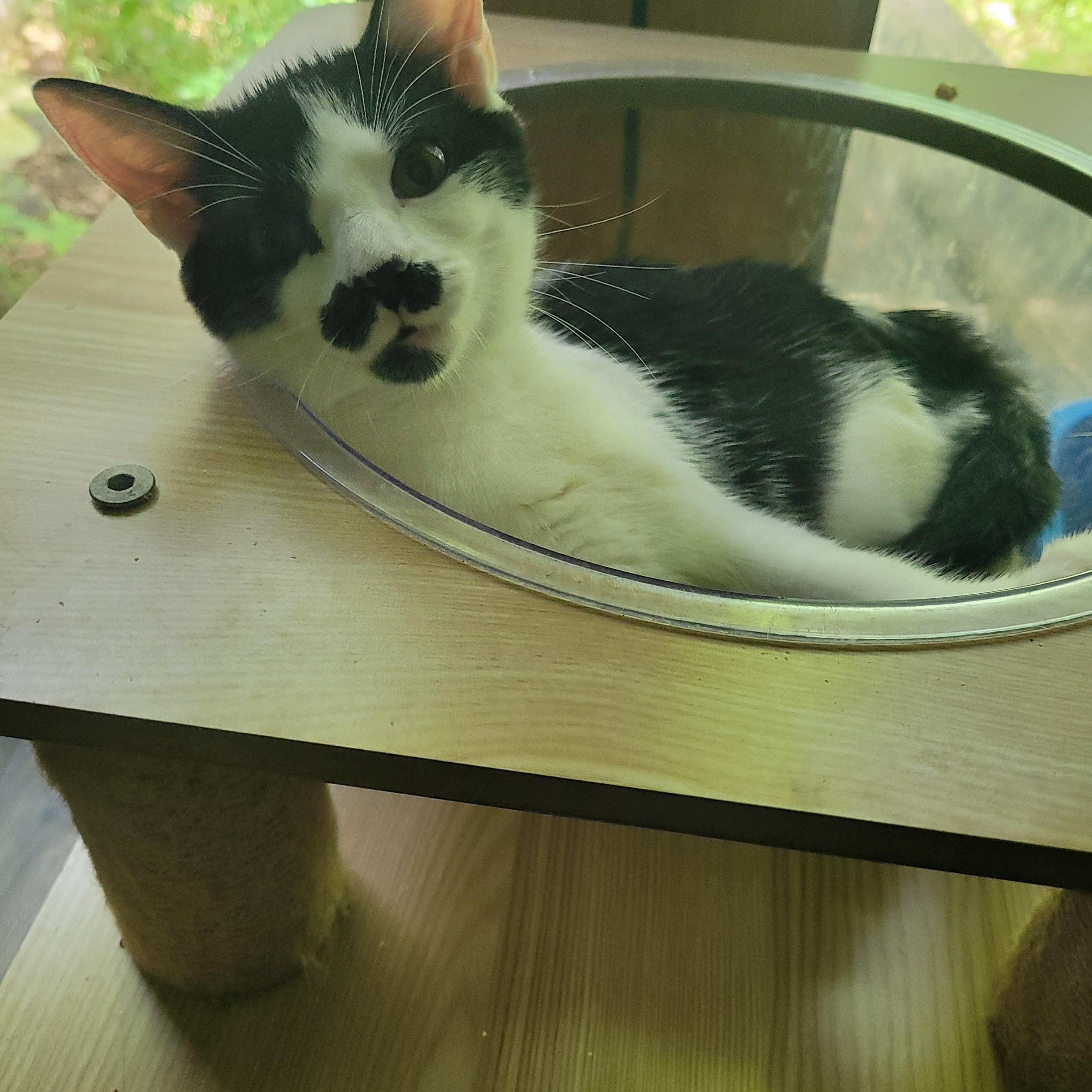 Panda, a Adoptable Domestic Short Hair in Talcott, WV image 3/6