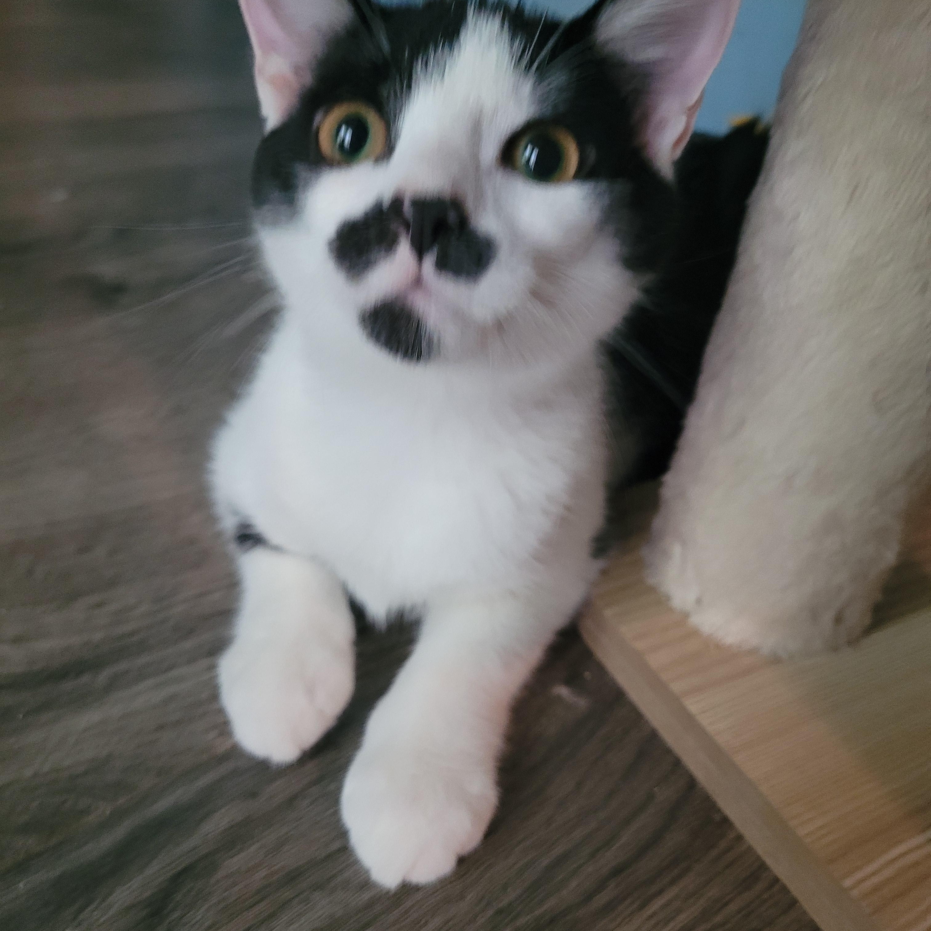 Panda, a Adoptable Domestic Short Hair in Talcott, WV image 2/6