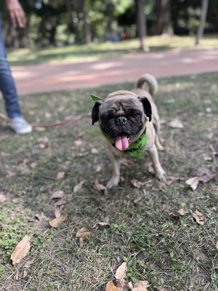 Charles, Adoptable, Adult Male Pug.