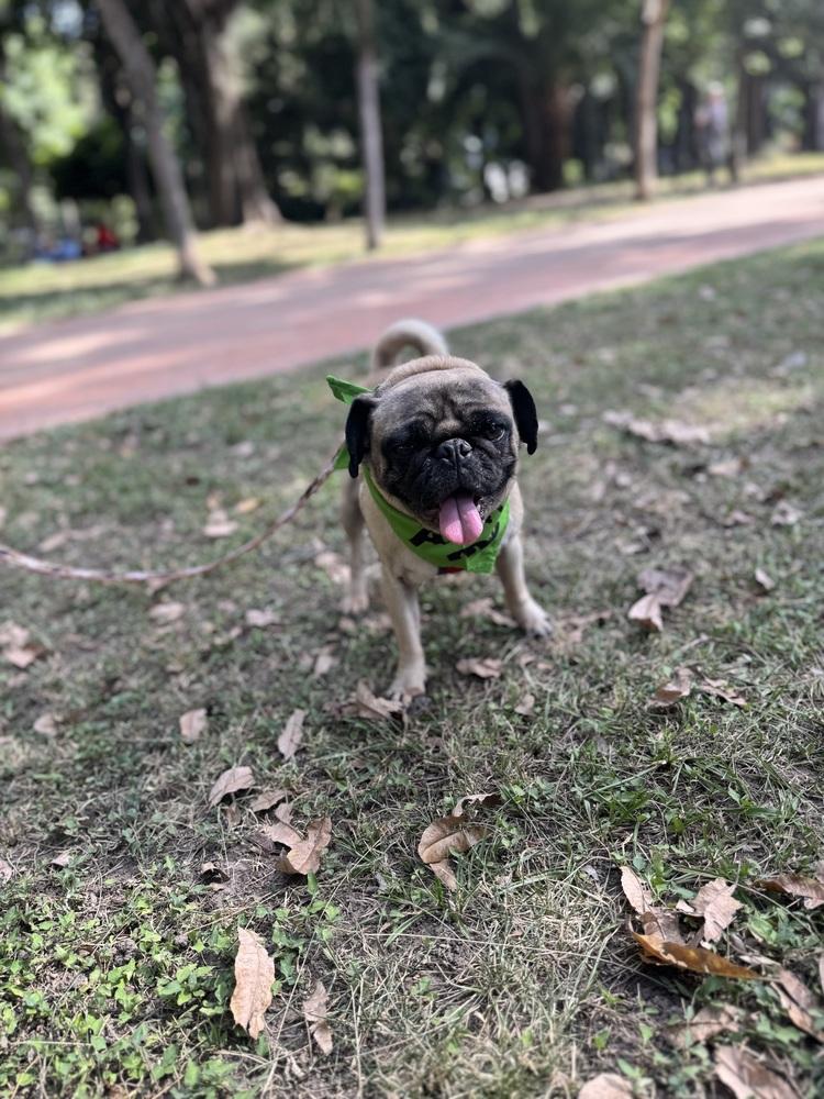 Enlarge Charles, a Adoptable Pug in Gig Harbor, WA image 2/6