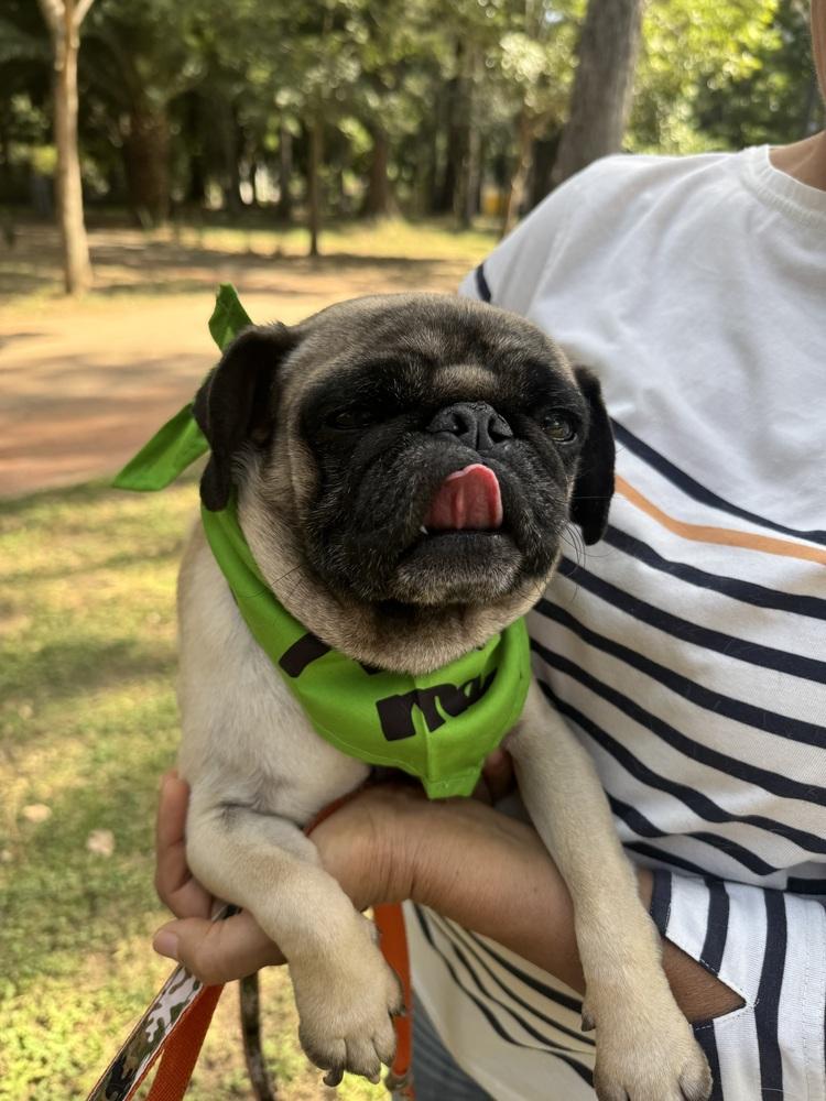 Enlarge Charles, a Adoptable Pug in Gig Harbor, WA image 3/6